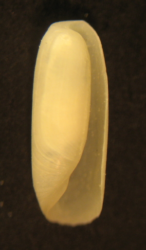 Cylichna cylindracea